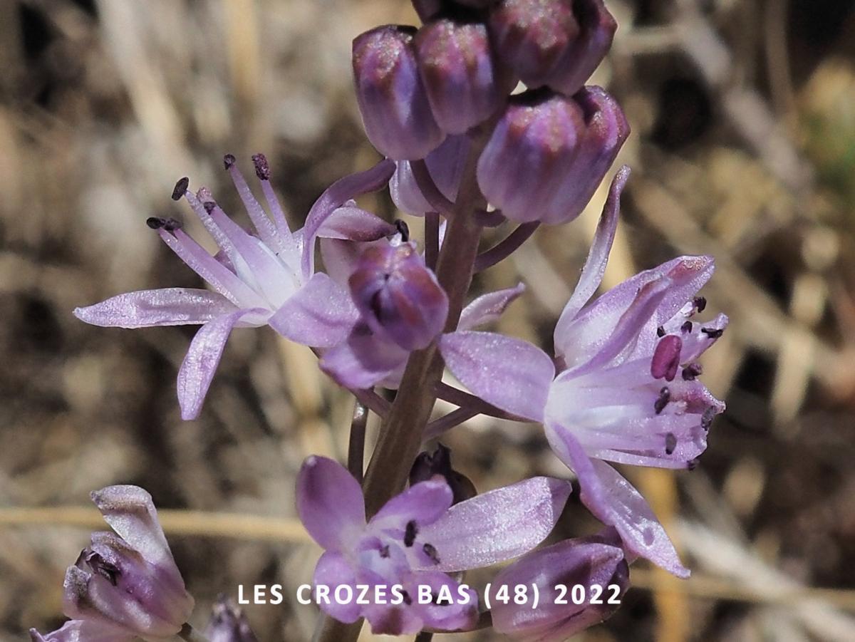 Squill, Autumn flower